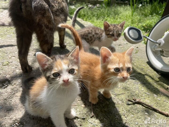 Котята в добрые руки