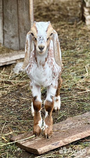 Продам англо нубийских коз, козлят