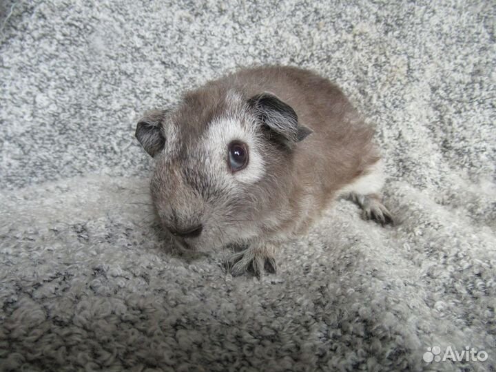 Морские свинки