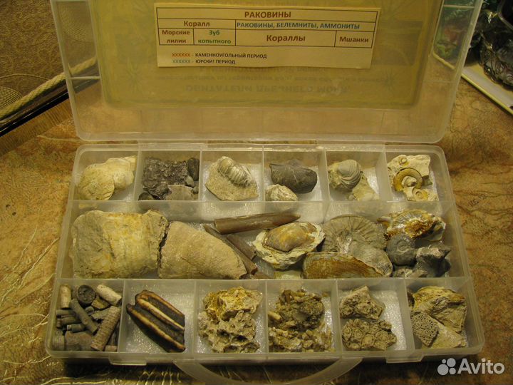 Окаменелости Калужской области