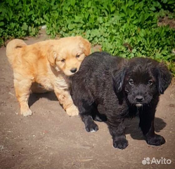 Щенки в добрые руки