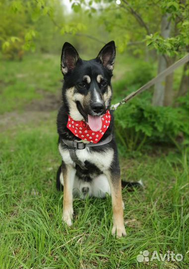 Лайка метис молодой мальчик