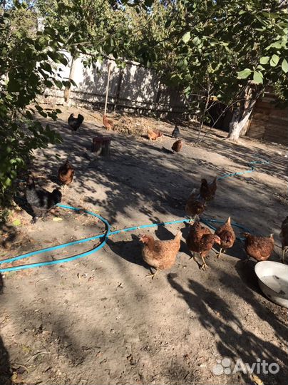 Курицы несушки