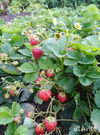 Клубника ремонтантная саженцы