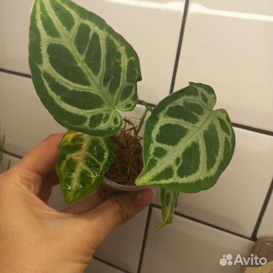 Антуриум сильвер блаш