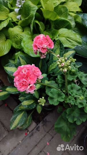 Пеларгония Герань Jägershus Falej