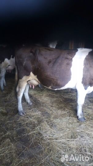 Продам коров