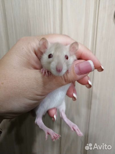 Гималайские крысята Дамбо