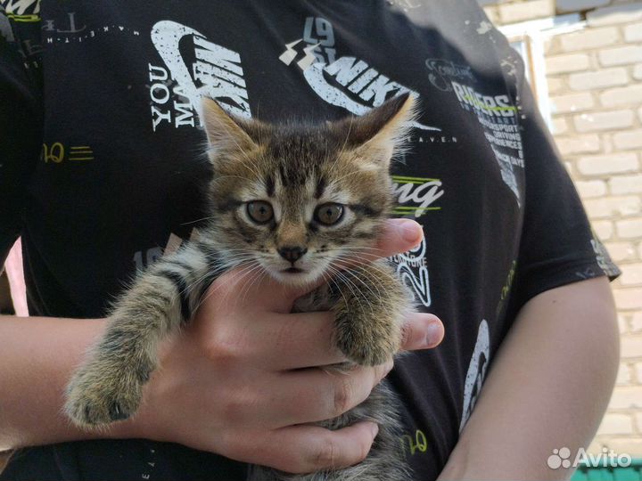 Кот и кошка