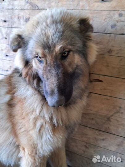 Метис немецкой овчарки и аляскинского маламута