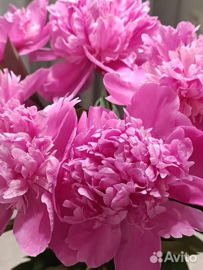 Пион розовый клубни