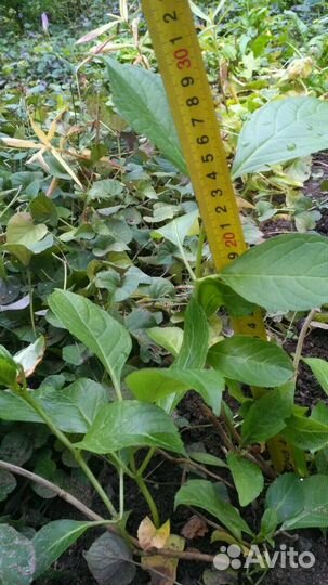 Гортензия крупнолистная