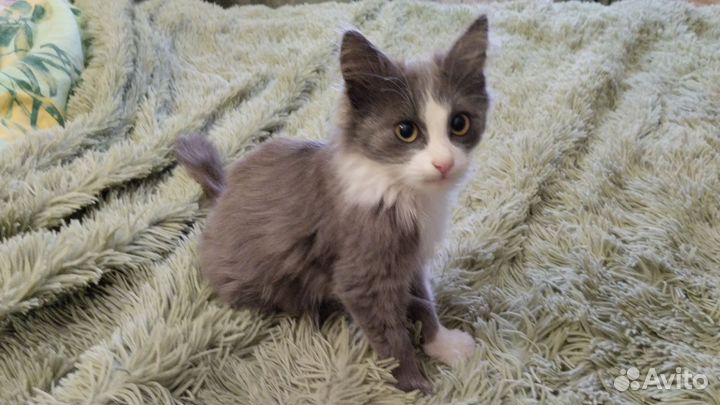 Котёнок Тео