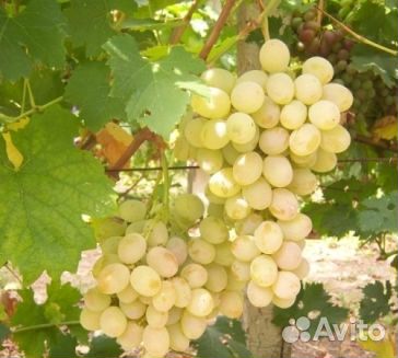 Саженцы винограда