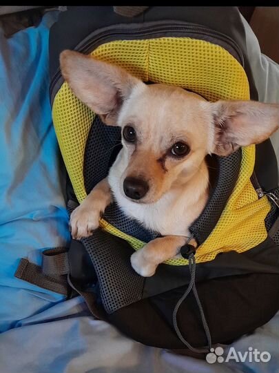 Слинг переноска для собак и кошек