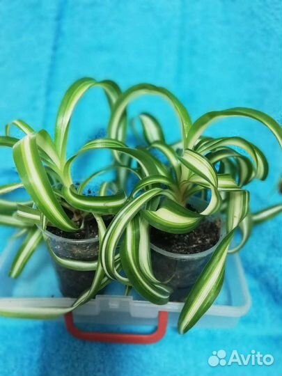 Хлорофитум кудрявый ш8