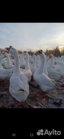 Гусята линда