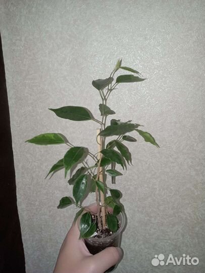 Фикус Анастасия