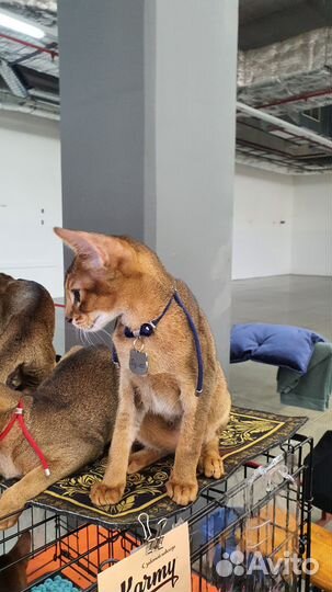 Ласковый котёнок