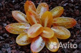 Семена редких сортов томатов и перцев