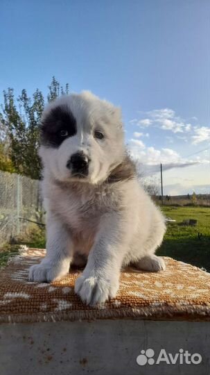 Среднеазиатская овчарка