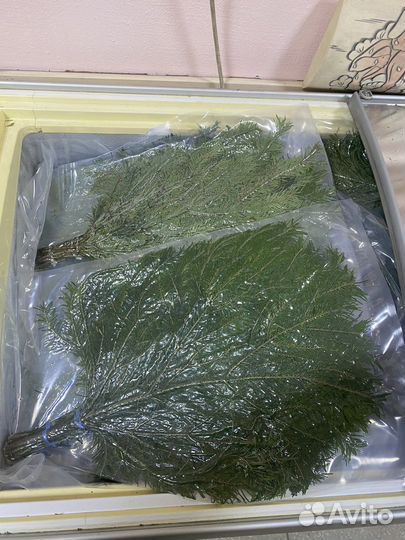 Веники из пихты и можжевельника для бани