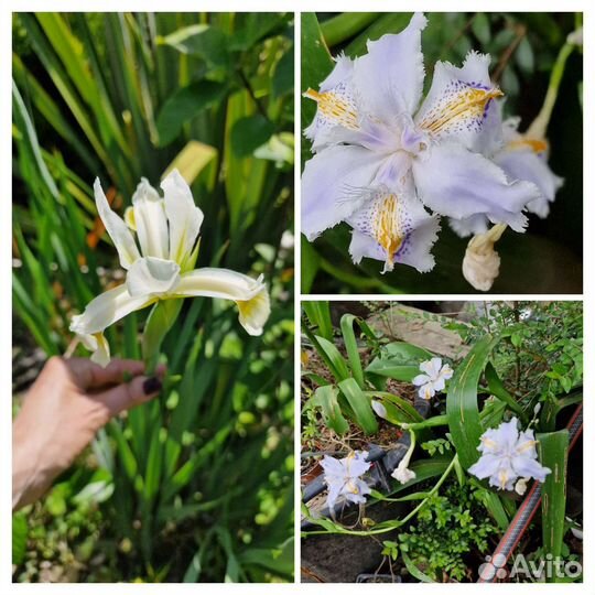 Ирис японский,карликовый и ирис болотный