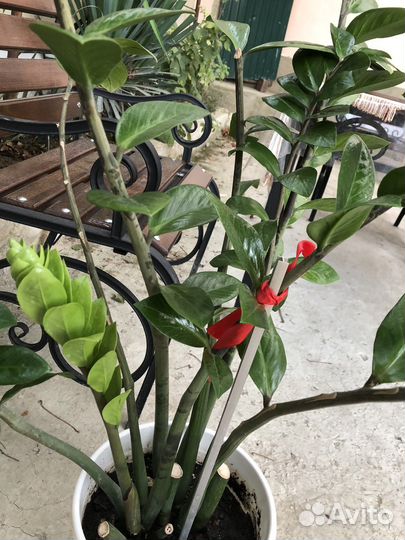 Замиокулькас