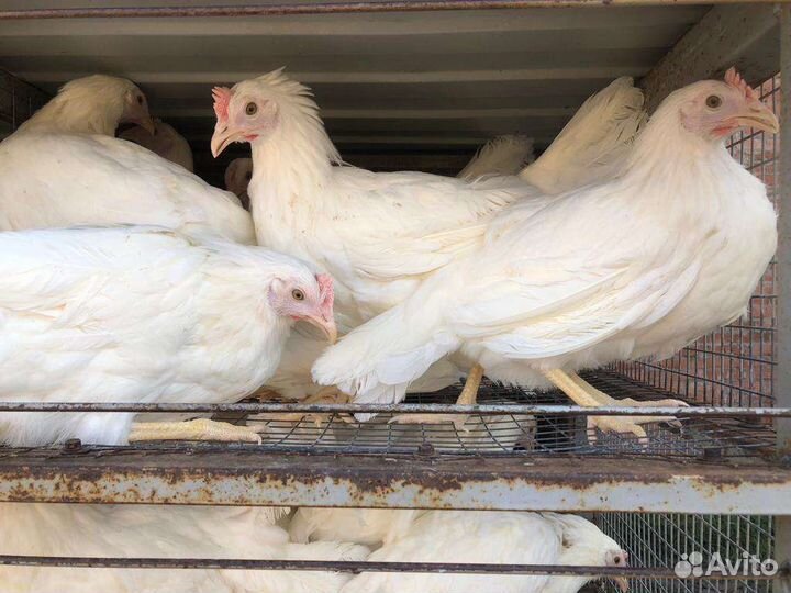 Потрясающие курочки