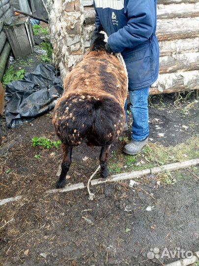 Бараны гиссарские