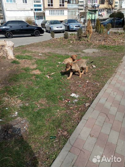 Щенята 2 месяца