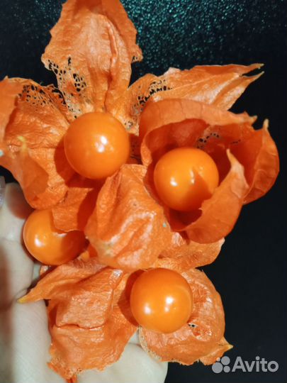 Физалис китайские фонарики