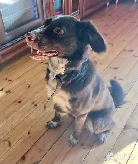 Собаки бесплатно