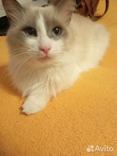 Котятки