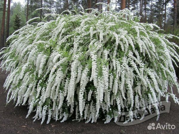 Кизильник горизонтальный,Спирея Серая Грефшейм