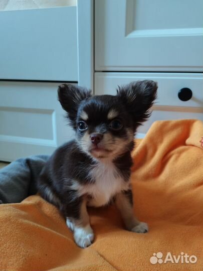 Очаровательный щенок чихуахуа