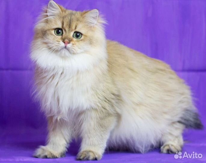 Британский длинношерстный котик