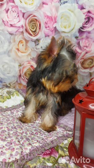 Йоркширский терьер