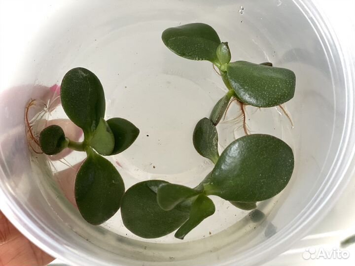 Денежное дерево толстянка крассула