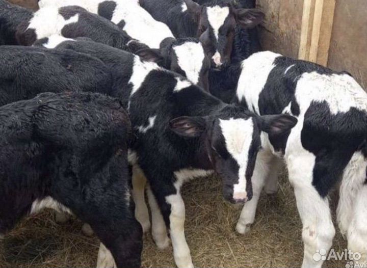 Телята мясной породы бычки