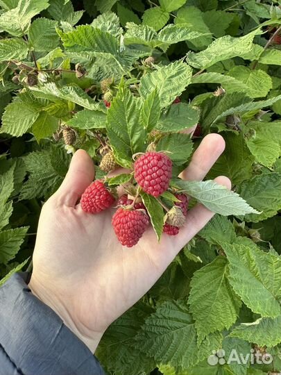 Продам ягоду малины