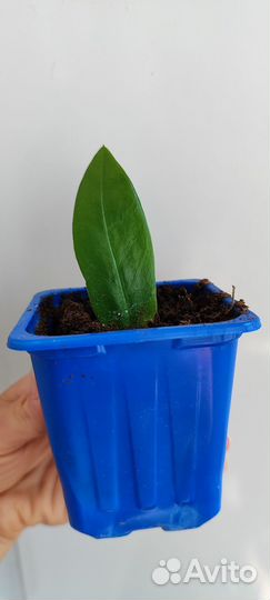 Замиокулькас лист