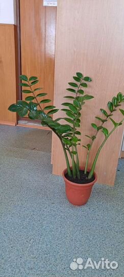 Замиокулькас