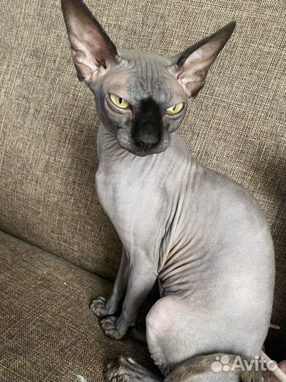 Донский сфинкс мальчик