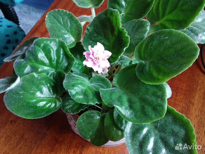 Фиалки цветущие в горшке