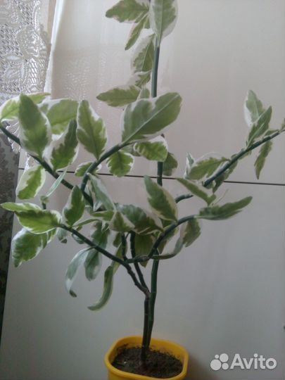 Цветок педилантус