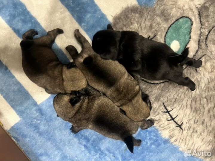 Продажа щенков мопс