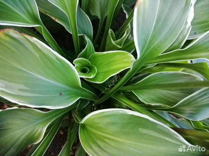 Продам Хосту