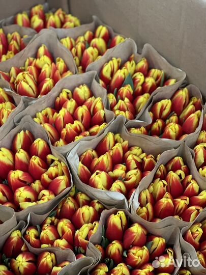 Тюльпаны, букет тюльпанов