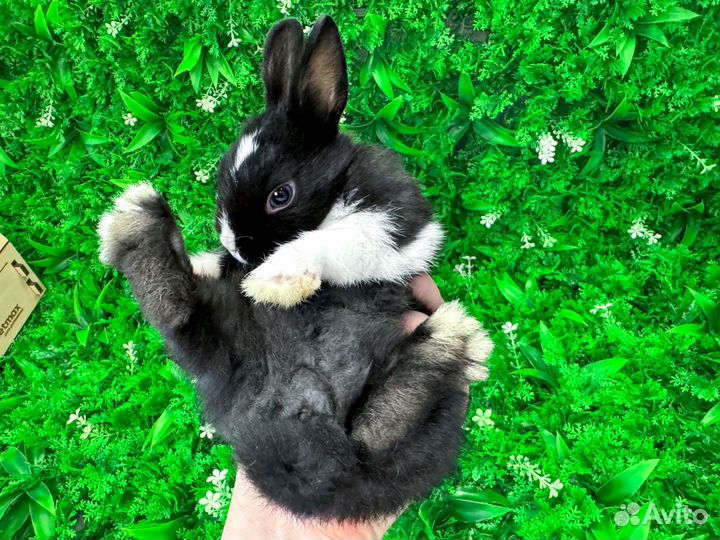 Мини карликовый кролик хотот и другие породы
